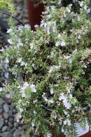 huntington carpet rosemary landscape