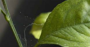 How To Identify Manage And Prevent Spider Mite Damage