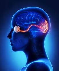 The Optic Nerve And Its Visual Link To The Brain - Discovery Eye Foundation