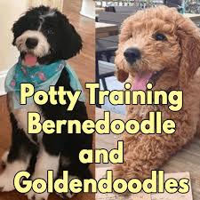 We also realize it can be a real adjustment we start potty training at 7 weeks. How To Potty Train Bernedoodle And Goldendoodle Puppies