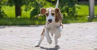 Der beagle ist ein mittelgroßer, kompakter hund. Was Muss Man Bei Der Haltung Eines Beagles Beachten