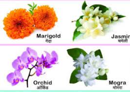 list of flowers name in hindi and