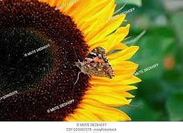 Mute siedhoff / image 1 aktuelles zu bildungsmanagement und personalentwicklung : Helianthus Butterfly Stock Photos And Images Agefotostock