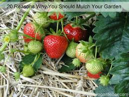mulch your garden