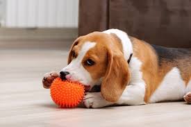 7 best toys for beagles in 2023