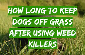 How quickly can you become tefl qualified and find a job? How Long To Keep Dogs Off Grass After Using Weed Killers Grass Killer