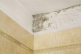 how to remove mold in the bathroom