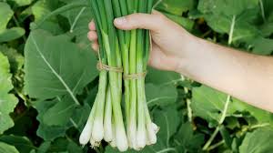 how to green onions to last