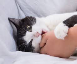 Some cats bite to stop unwanted action or behaviors by humans or other animals, especially if this was effective in the past. How To Stop Your Cat From Biting Hartz