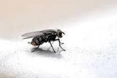 Do flies purposely annoy you?