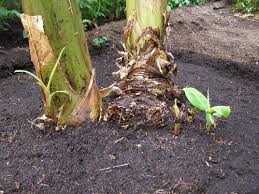 Catatlah informasi tentang tanaman yang berkembang biak secara vegetatif. Bagaimana Cara Reproduksi Tumbuhan Myrightspot Com
