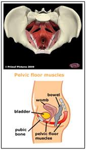 pelvic floor muscle dysfunction pfmd