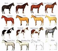 Horse Colors And Markings