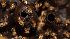 stingless bees make cinal honey