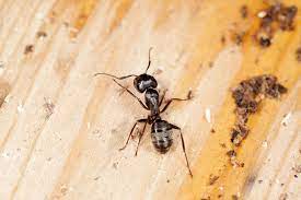how to get rid of carpenter ants for
