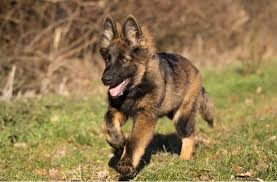 German shepherd dogs are poignant and devoted, making wonderful companions and ideal watchdogs. Colors Of A German Shepherd Updated 2021 German Shepherd Country