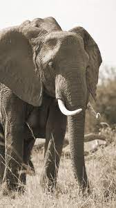 Elephant, family, tusk, grass 1242x2688 ...