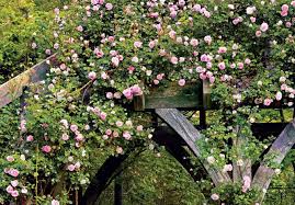 how to grow and care for climbing roses