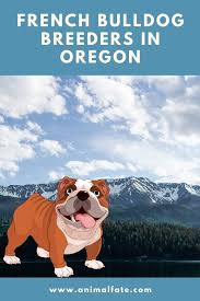 139 umpqua valley ln, drain, or 97435. 16 French Bulldog Breeders In Oregon Or English Bulldog Puppies For Sale Animalfate