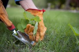 How much does professional lawn care cost? 2021 Lawn Care Services Prices Yard Maintenance Cost