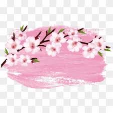 Choose from 970+ cherry tree graphic resources and download in the form of png, eps, ai or psd. Cherry Blossom Branch Pink Sakura Blossoms Png Transparent Png 1657x973 6538975 Pngfind