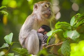 monkeys in bali where to meet them