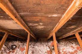 mold in your attic crawl pros