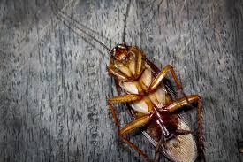 get rid of roaches in kitchen cabinets