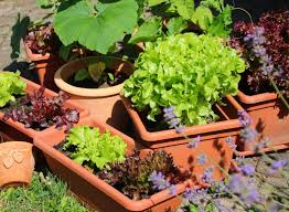 Container Gardens Everything You Need