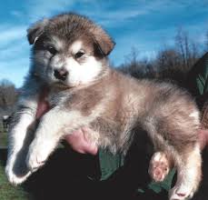 Browse available puppies from 5 star breeders. Alaskan Malamute Wolf Hybrid Puppies For Sale Cuteanimals