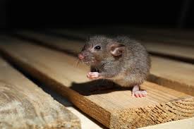 House Mouse Free