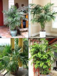 4 Palm Tree Patio Container Mix Urban