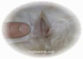 Dog Reproduction A Dogs Heat Cycle