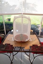 My wife asked me to maker her a butterfly enclosure for the local monarch butterfly population. Raising Monarch Butterflies At Home My Life Abundant