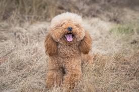 toy poodle dog breed guide ia