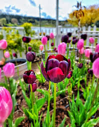 when to cut back spring bulb flowers