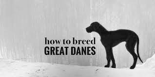 how to breed great danes breeding
