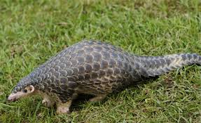 Though many think of them as reptiles, pangolins are actually mammals. Seizure Of Huge African Pangolin Scale Shipment Points To Worrying Increase In Trafficking Uicn