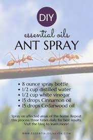 5 best essential oils for ants how to