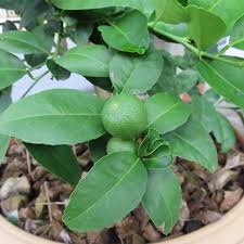 can you grow a lime tree indoors yarden