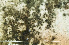 carpet mold d carpets and how to