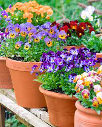 Decorate Your Garden With Potted Plants