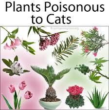 Toxic Poisonous To Cats