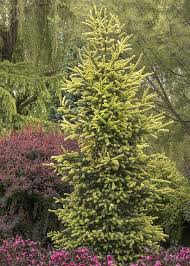 Use These Colorful Conifers To