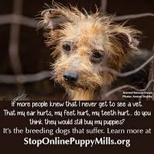 Hong Kong s cruel  puppy mills   breeding dogs like factory must     Pinterest   million breeder dogs in puppy mills at the moment   wow  Puppy