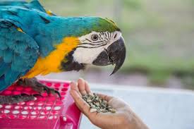 how much does a macaw cost 2024