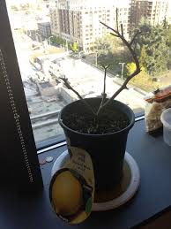 Well, that all depends on why it is dying. How Can I Revive A Meyer Lemon Tree With No Leaves Gardening Landscaping Stack Exchange