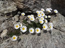 Leucanthemopsis alpina (L.) Heywood, 1975 - Marguerite des Alpes ...