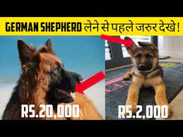 german shepherd puppy in india