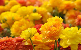 yellow red flowers hd 7012194